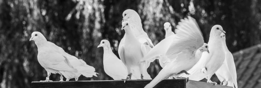 Fotos: Tomasz Tatum | www.tomasztatum.net